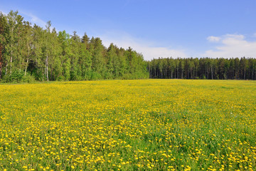 On the sunny edge of the forest