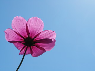 Single Pink Cosmos Flower on Clear Blue Sky