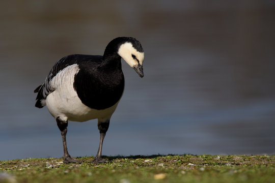Bernacle Goose