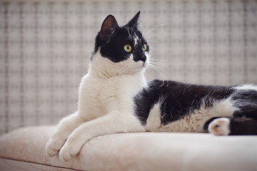 Portrait of the lying cat of a black-and-white coloring