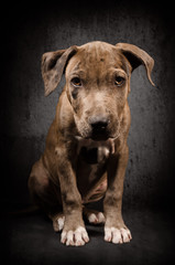 Plakat Portrait of a pit bull puppy sitting on black background