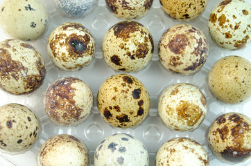 Spotted quail eggs