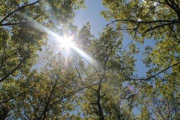 Sunburst through the Trees