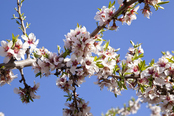 Almond-Trees in Bloom