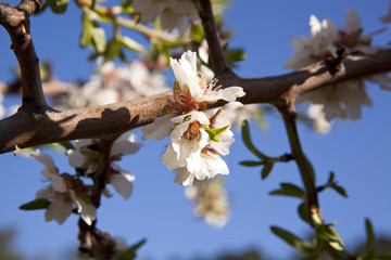 Almond-Trees in Bloom