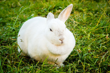 White bunny on a grass