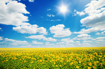 field of sunflowers and blue sun sky