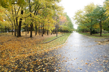 Naklejka premium 中島公園の紅葉