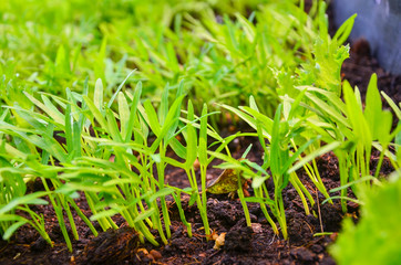 Organic Gardening, Green Vegetables and water convolvulus  growing in garden selective focus