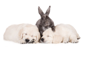 two golden retriever puppies with a rabbit