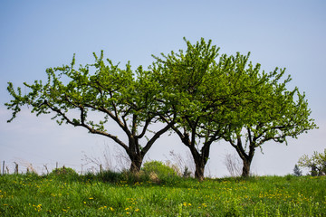 Multiple trees in vineyard on a hill on a clear day