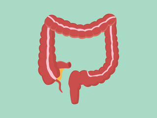 colon isolated illustration vector