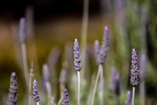 Lavender (Lavandula Dentata)