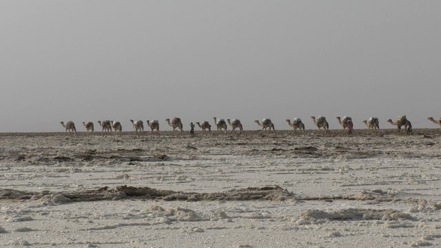 Camels caravan carrying salt in Africa's Danakil Desert, Ethiopia