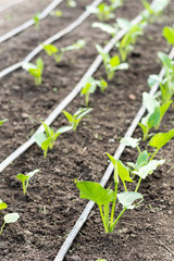 The greenhouse planted with calla flowers