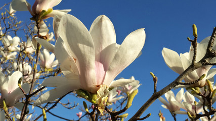 Белые цветки магнолии суланжа, весеннее цветение 
