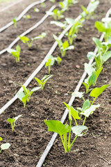 The greenhouse planted with calla flowers