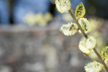 Honey bee in flight approaching blossoming fruit tree during lov
