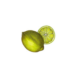 Limes illustration