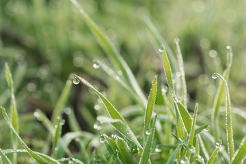 fresh spring grass covered with morning dew