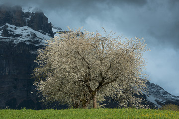 Flowering tree in the valley of Grindelwald, Switzerland