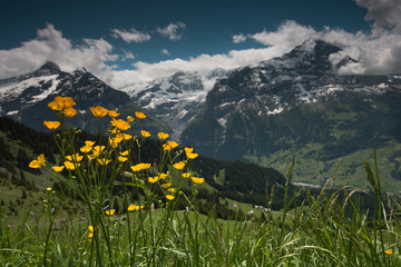 Valley Grindelwald, Switzerland