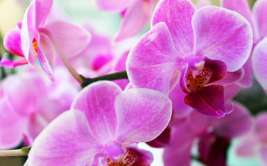 Naklejka na ściany i meble Orchideenblüten