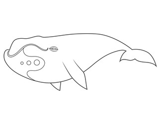 vector illustration of a bowhead whale on white background with black outline for kids and coloring book