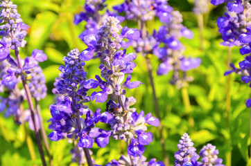 Beautiful lavender in the garden with a blurred background selective focus