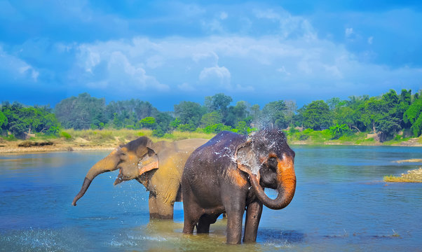 Fototapeta Cute Asian elephants blowing water out of his trunk in Chitwan N.P. Nepal