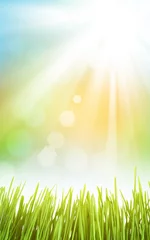 Foto auf Acrylglas Abstract sunny spring background with grass © karandaev