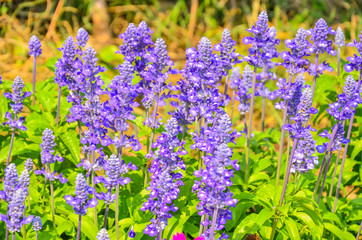 Beautiful lavender in the garden with a blurred background selective focus