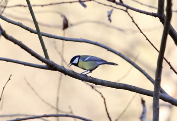 Titmouse with open beak sitting on a branch. Side view.