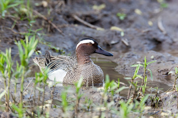 Garganey (Anas querquedula)