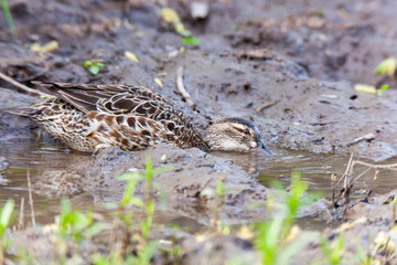 Garganey (Anas querquedula)