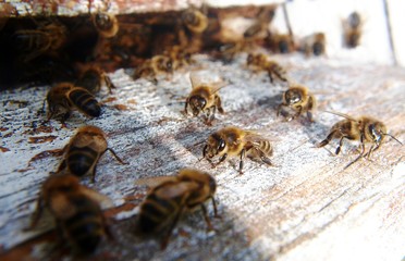 pszczoły na wylocie z ula - obrazy, fototapety, plakaty