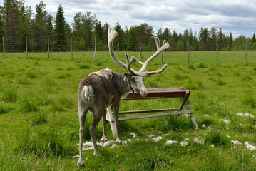 Naklejka premium Reindeer Farm in northern Finland, Lapland