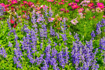 Obraz premium Colorful flower garden with a blurred background selective focus