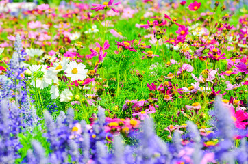 Obraz na płótnie Canvas Colorful flower garden with a blurred background selective focus