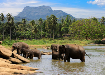 Naklejka premium elephants herd in jungle