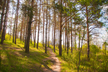 Obraz premium Beautiful green forest