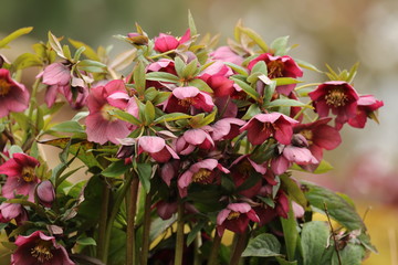 Christrose Helleboreae