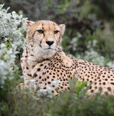 Naklejka na ściany i meble wild cheetah, South Africa.