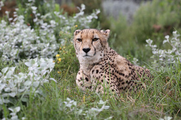 wild cheetah, South Africa.