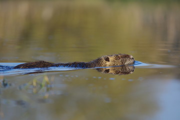 Nage du ragondin