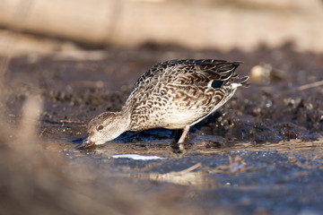 Common Teal (Anas crecca)