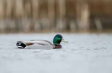 Great Crested Grebe, waterbird (Podiceps cristatus) during mating season