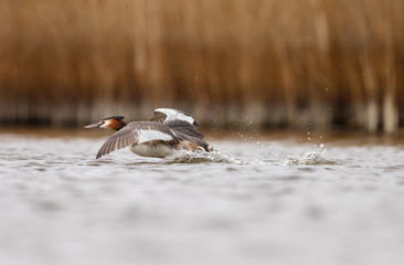 Great Crested Grebe, waterbird (Podiceps cristatus) during mating season