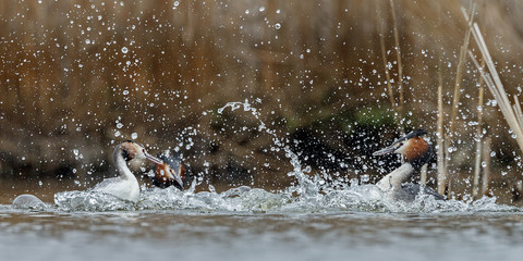 Great Crested Grebe, waterbird (Podiceps cristatus) during mating season