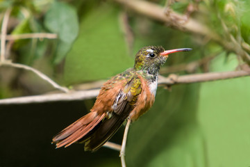 Amazilia Hummingbird
